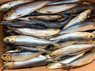 Арахис: Сельдь Иваси х\к